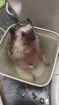 목욕을 즐기는 고슴도치.gif | 인스티즈