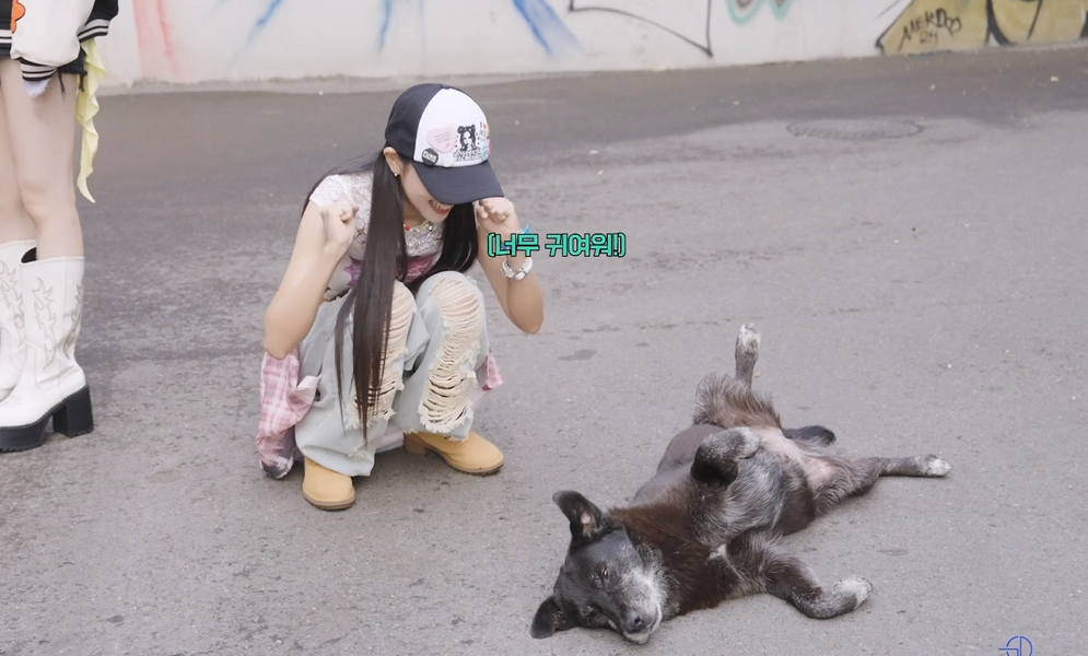 뮤비 찍는 곳마다 떠돌이 강아지가 나타났다는 나라 | 인스티즈