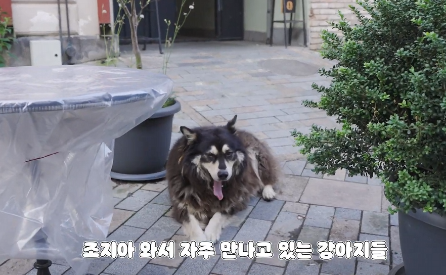 뮤비 찍는 곳마다 떠돌이 강아지가 나타났다는 나라 | 인스티즈