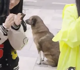 뮤비 찍는 곳마다 떠돌이 강아지가 나타났다는 나라 | 인스티즈