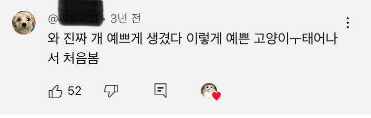 [잡담] 사람들 고양이 외모는 ㄹㅇ 찐으로 감탄하는거같음 | 인스티즈