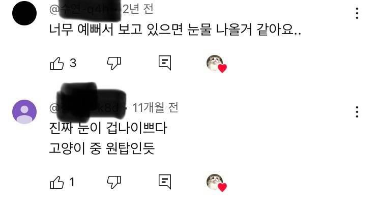 [잡담] 사람들 고양이 외모는 ㄹㅇ 찐으로 감탄하는거같음 | 인스티즈