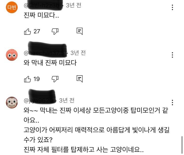 [잡담] 사람들 고양이 외모는 ㄹㅇ 찐으로 감탄하는거같음 | 인스티즈