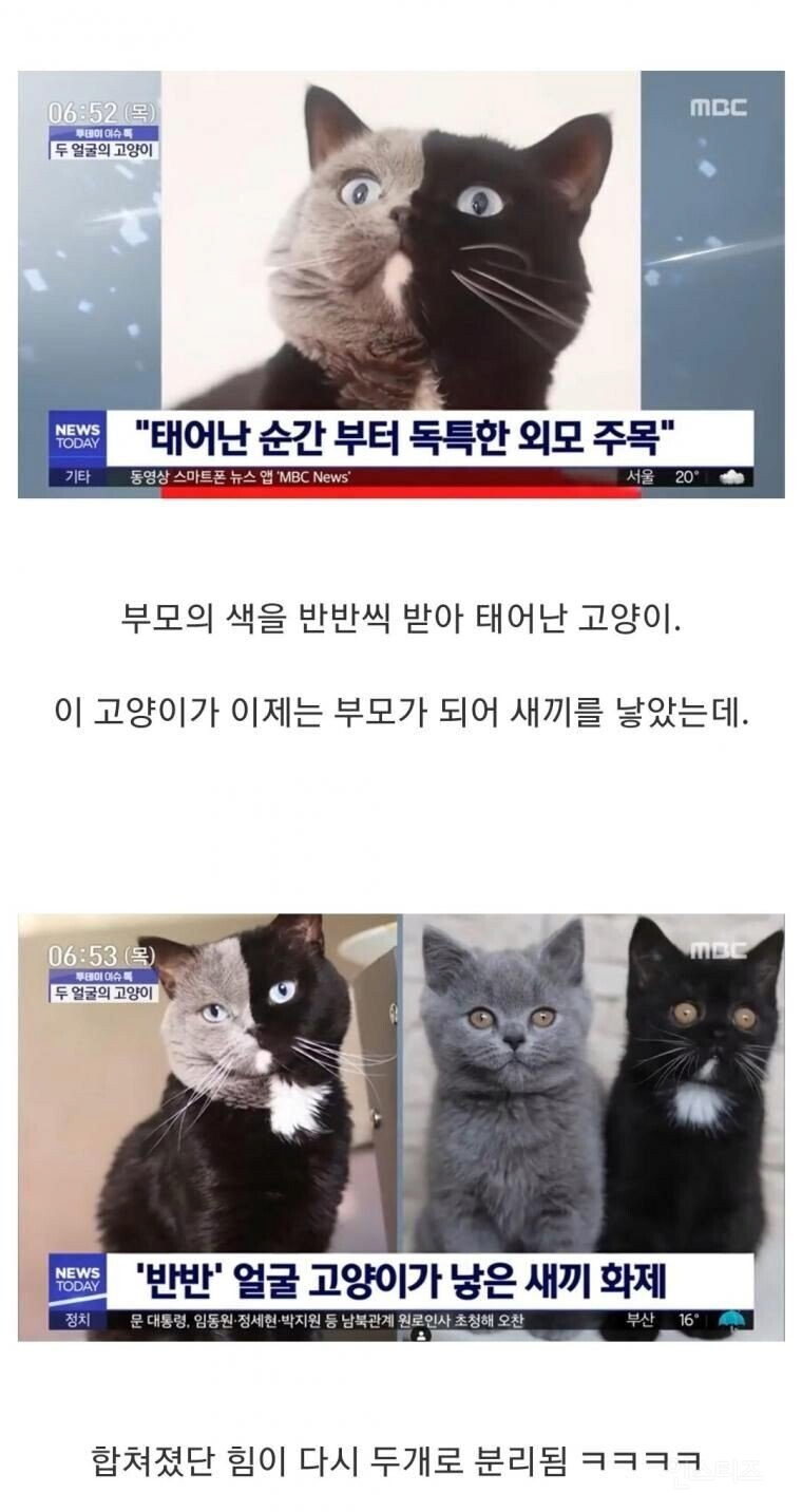 반반털색 고양이의 새끼들. jpg | 인스티즈