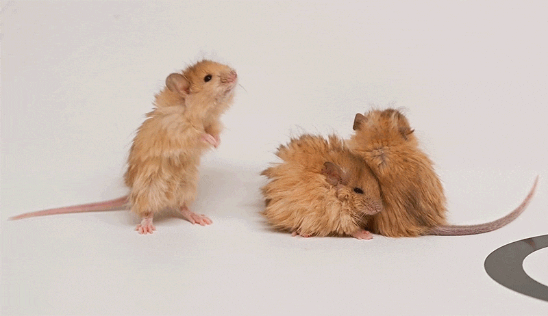 생각보다 귀여운 맘모스 유전자 받은 쥐의 모습 | 인스티즈