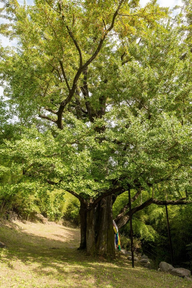 이번 산불로 이렇게 돼버린 900살로 추정되는 은행나무 | 인스티즈
