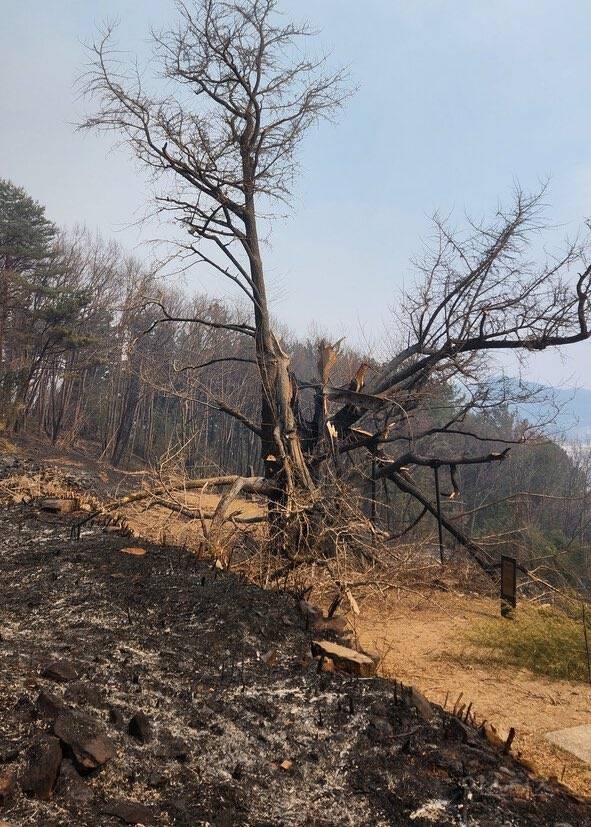 이번 산불로 이렇게 돼버린 900살로 추정되는 은행나무 | 인스티즈