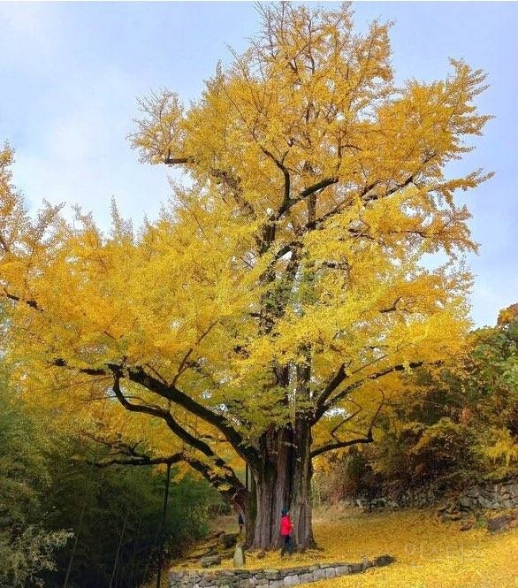 이번 산불로 이렇게 돼버린 900살로 추정되는 은행나무 | 인스티즈