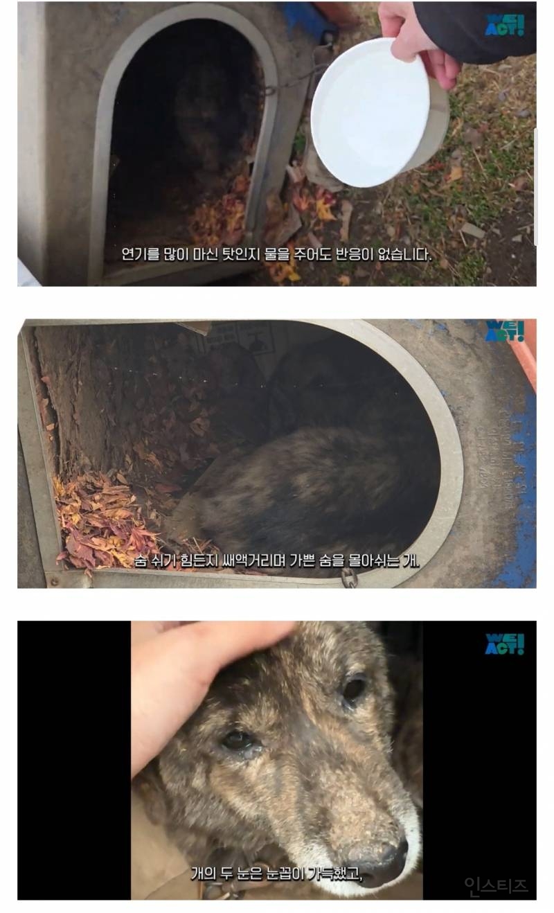 산불로 인해 목줄 묶인 개들은 그대로 죽어가는 중 | 인스티즈