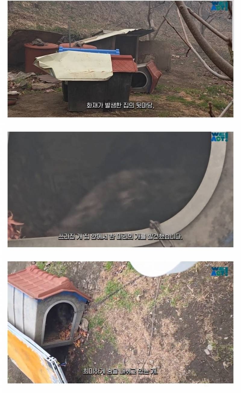 산불로 인해 목줄 묶인 개들은 그대로 죽어가는 중 | 인스티즈