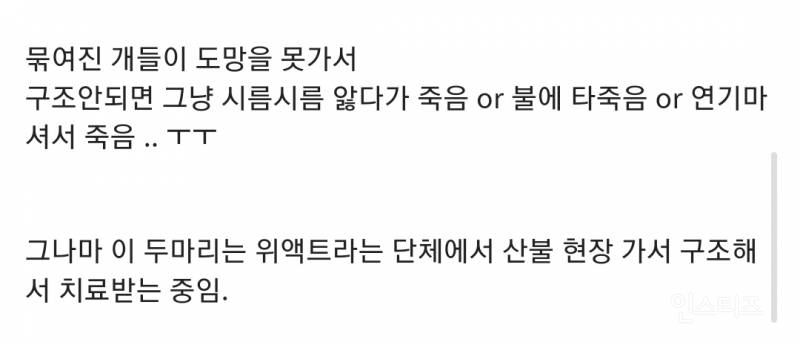산불로 인해 목줄 묶인 개들은 그대로 죽어가는 중 | 인스티즈