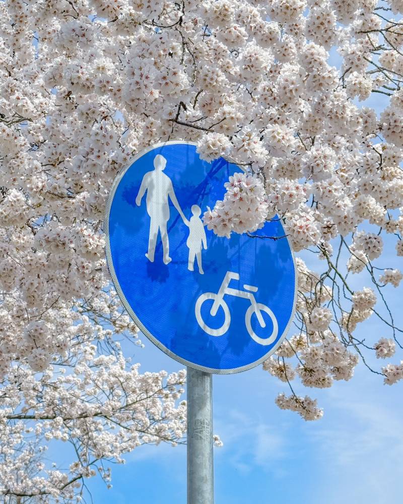 현재 경주 벚꽃 근황.JPG | 인스티즈