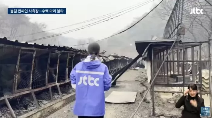  화마로 사육장 개 700마리 &apos;즉사&apos; 주인 철장문 잠근 채 홀로 대피