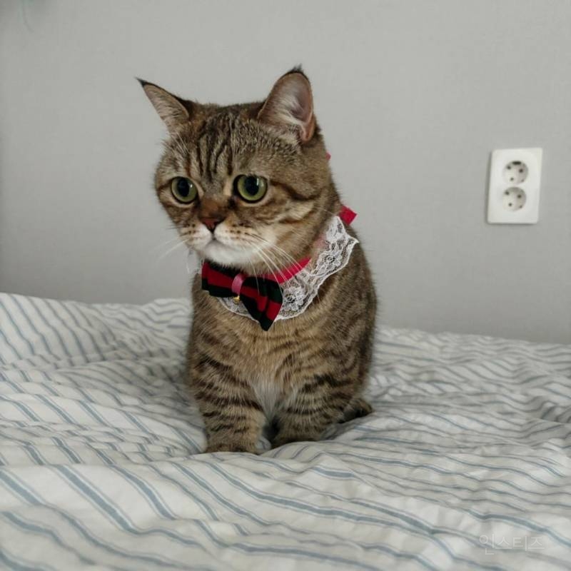챗지피티 고양이 여권사진 짱임 | 인스티즈