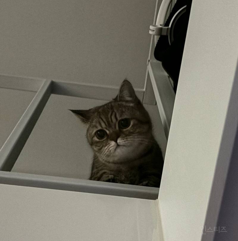 챗지피티 고양이 여권사진 짱임 | 인스티즈