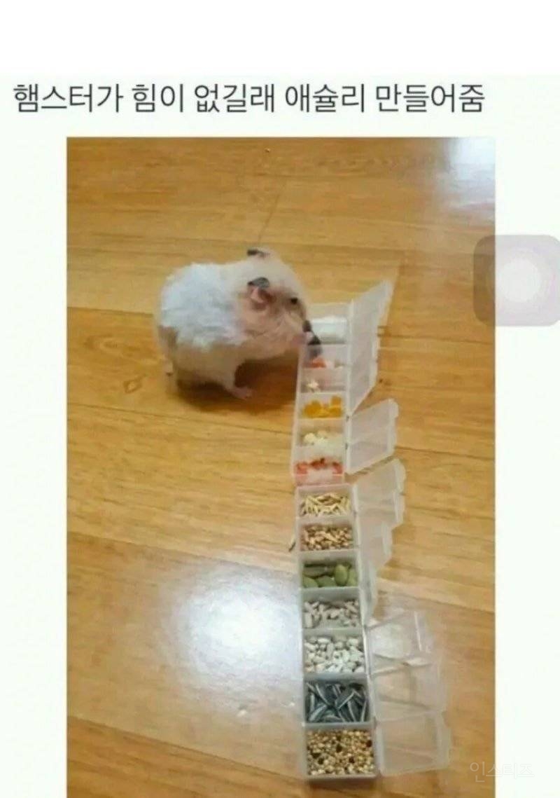  햄스터 뷔페