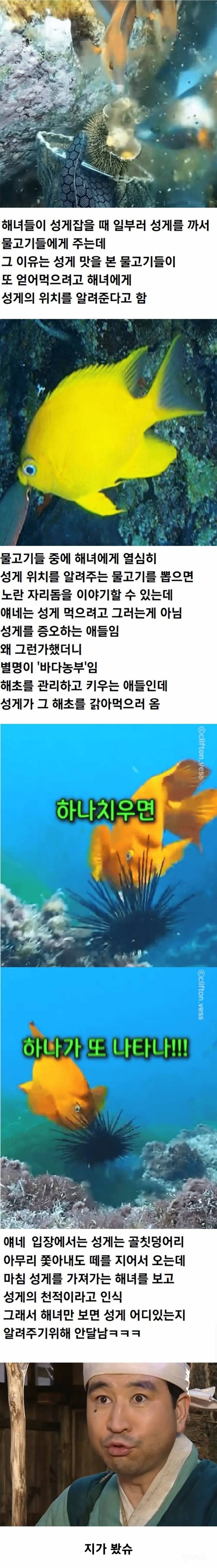 해녀가 성게 잡을 때 물고기들한테 성게 까주는 이유 | 인스티즈