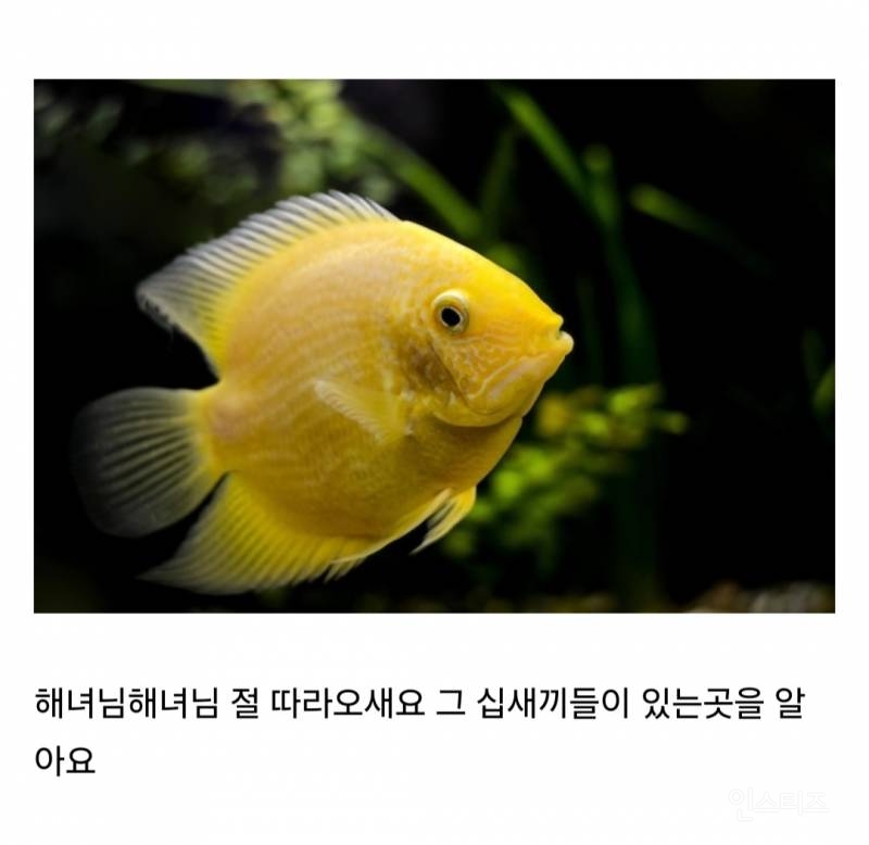 해녀가 성게 잡을 때 물고기들한테 성게 까주는 이유 | 인스티즈