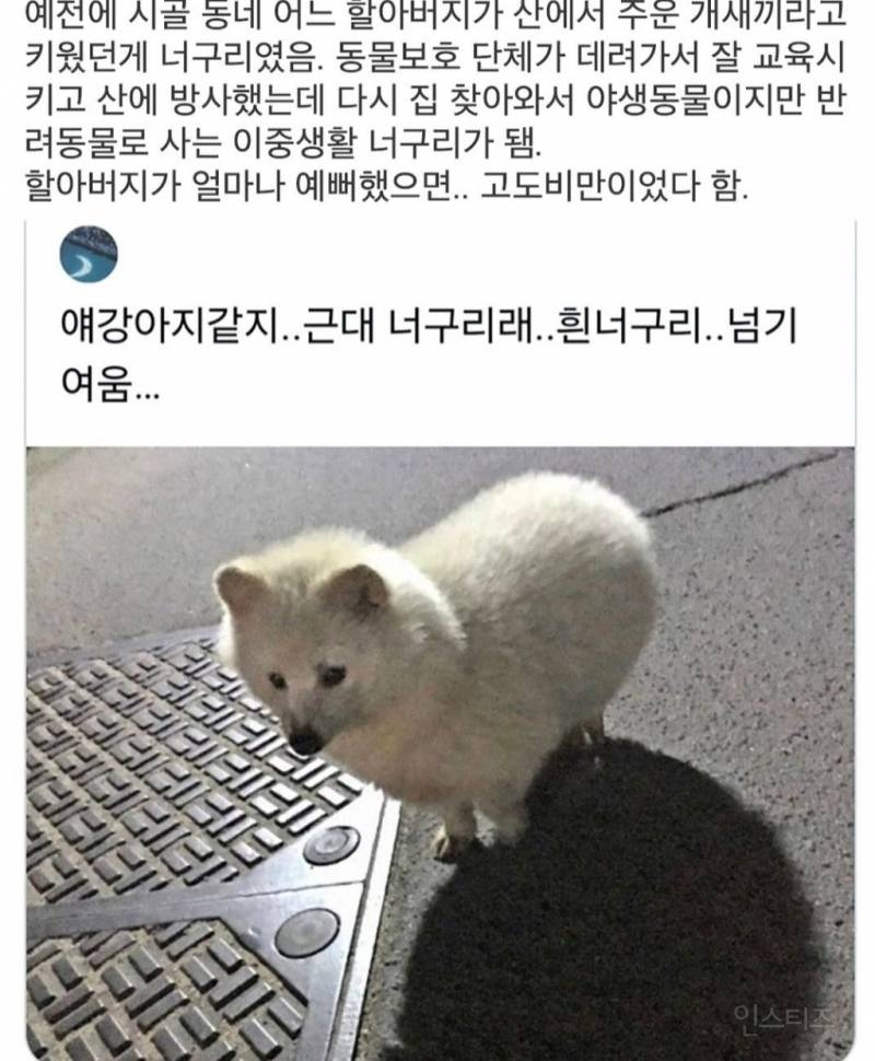 반도의 흔한 너구리.jpg | 인스티즈