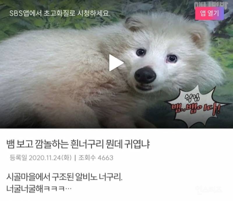 반도의 흔한 너구리.jpg | 인스티즈