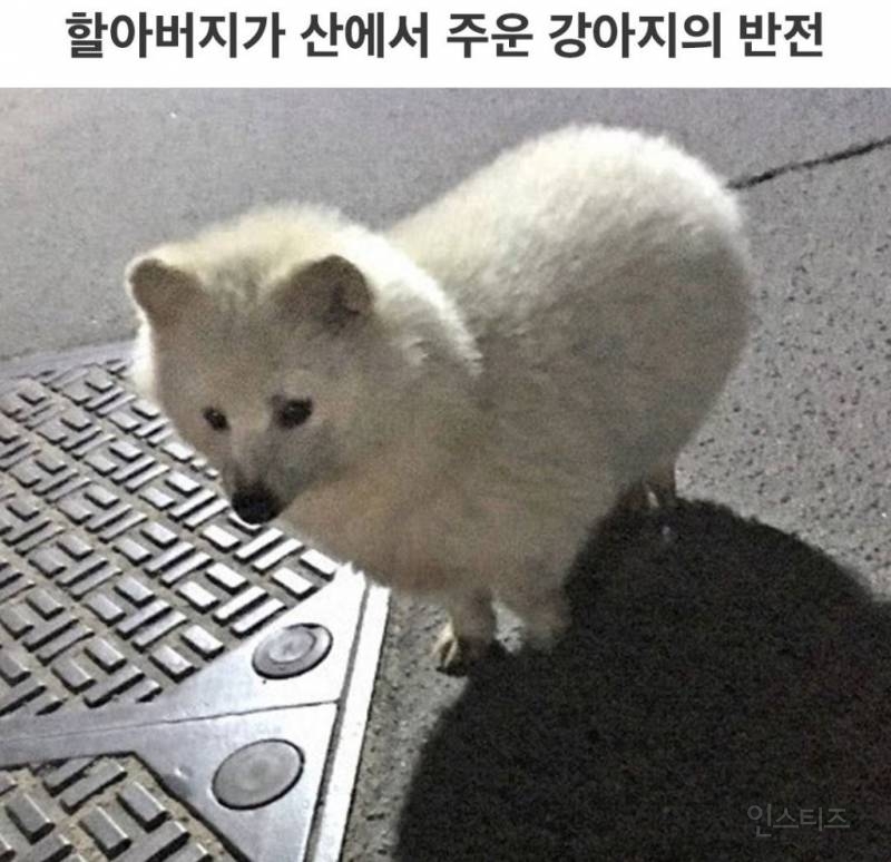 반도의 흔한 너구리.jpg | 인스티즈
