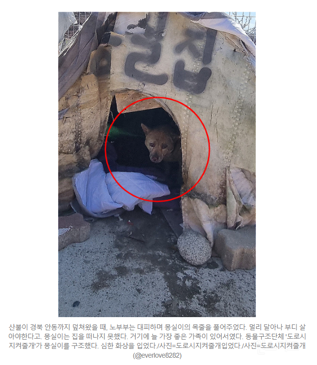 "몽실아, 도망가랬잖아"…불탄 가족 안고 엉엉 울었다 | 인스티즈