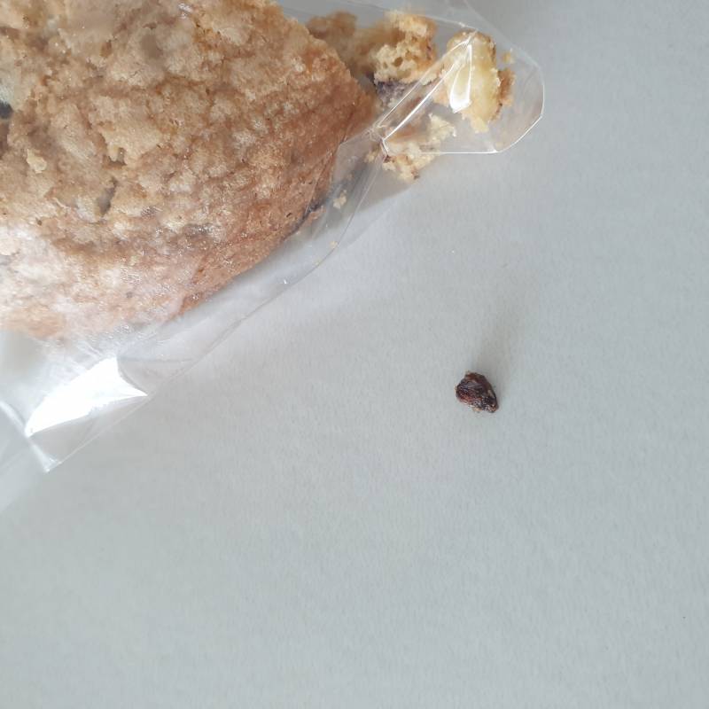[잡담] 초코쿠키에 절대 안씹히는 뭔가가 나왔는데 | 인스티즈