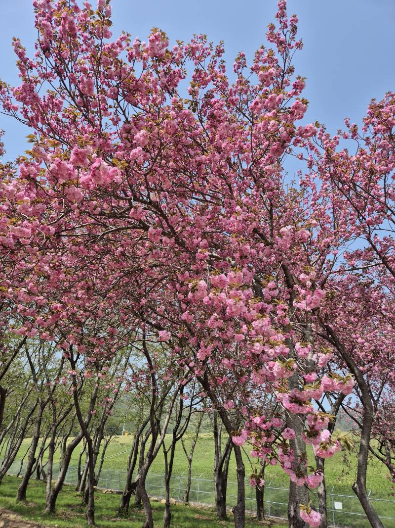 [잡담] 올해 마지막 벚꽃 구경 다녀왔어🌸 | 인스티즈