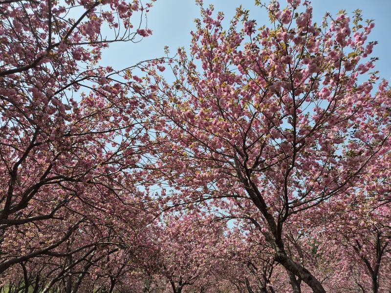 [잡담] 올해 마지막 벚꽃 구경 다녀왔어🌸 | 인스티즈