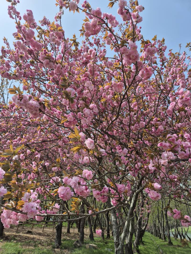 [잡담] 올해 마지막 벚꽃 구경 다녀왔어🌸 | 인스티즈
