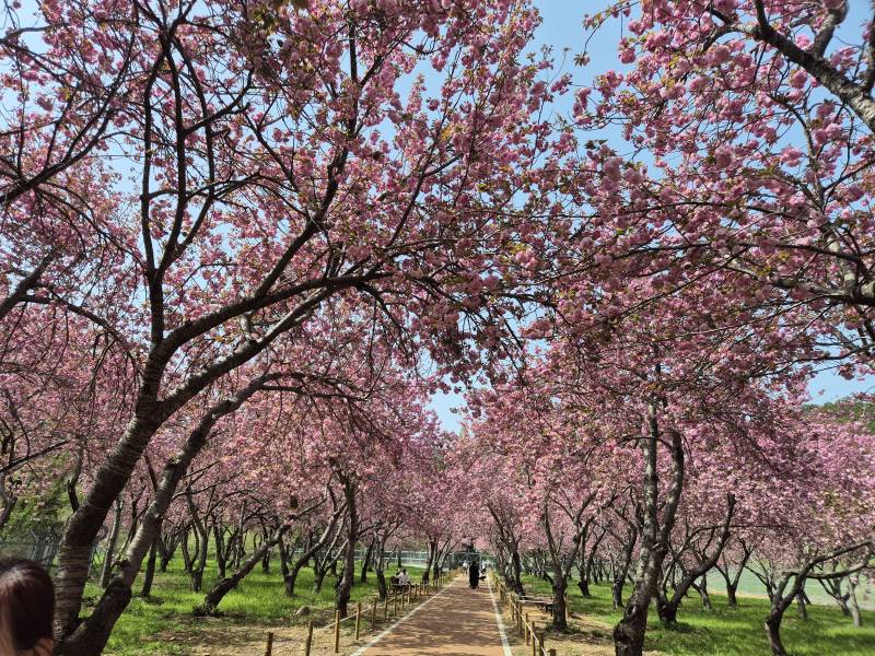 [잡담] 올해 마지막 벚꽃 구경 다녀왔어🌸 | 인스티즈