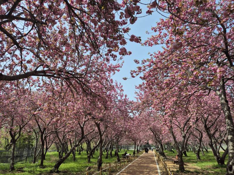[잡담] 올해 마지막 벚꽃 구경 다녀왔어🌸 | 인스티즈