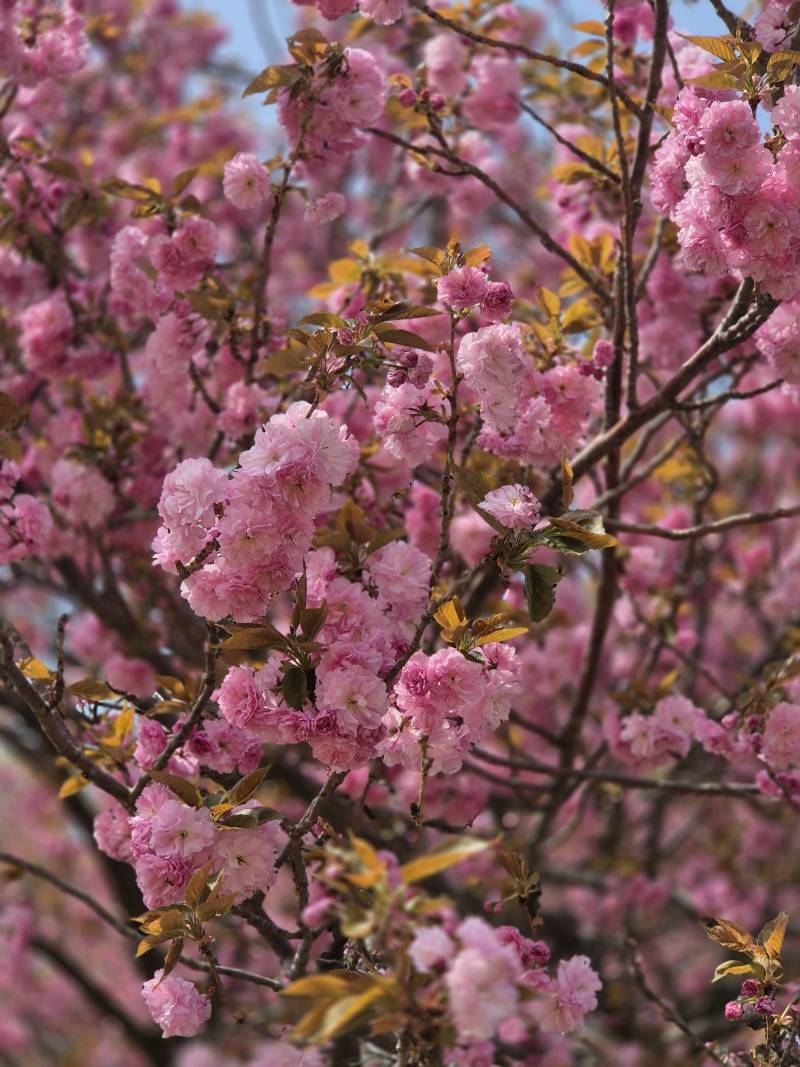 [잡담] 올해 마지막 벚꽃 구경 다녀왔어🌸 | 인스티즈