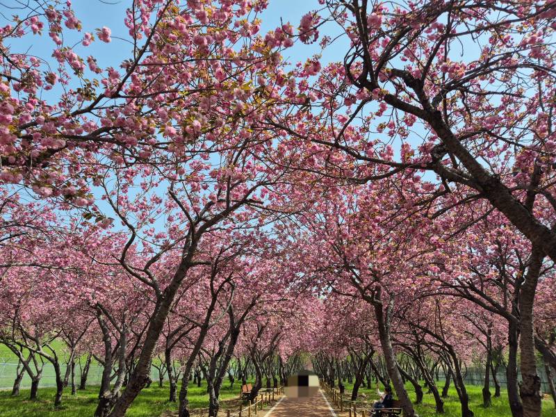 [잡담] 올해 마지막 벚꽃 구경 다녀왔어🌸 | 인스티즈