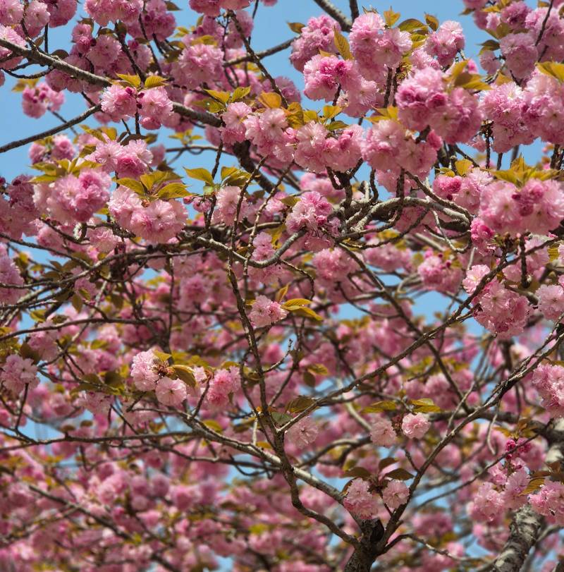 [잡담] 올해 마지막 벚꽃 구경 다녀왔어🌸 | 인스티즈