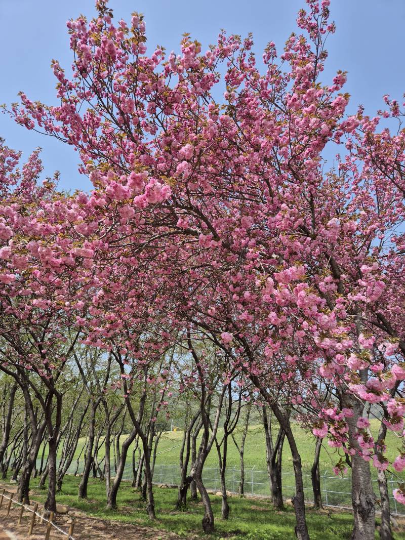 [잡담] 올해 마지막 벚꽃 구경 다녀왔어🌸 | 인스티즈