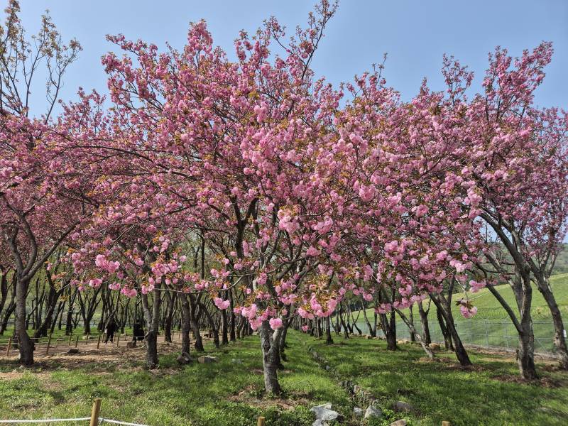 [잡담] 올해 마지막 벚꽃 구경 다녀왔어🌸 | 인스티즈