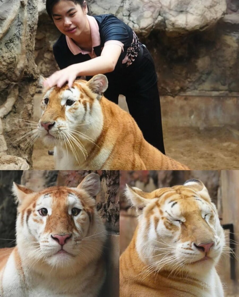  외모로 유명해진 호랑이
