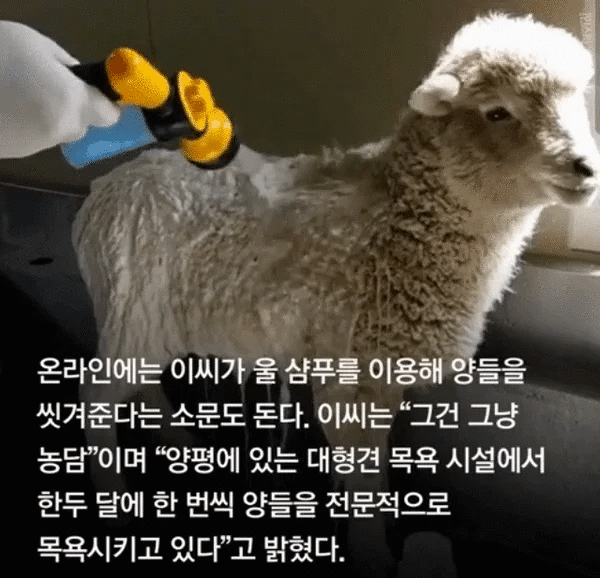 홍대 양 카페의 진실 | 인스티즈