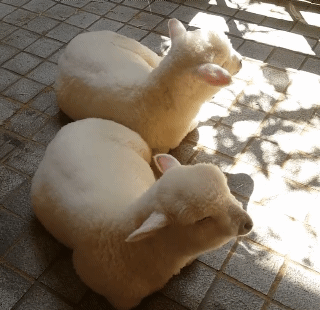 홍대 양 카페의 진실 | 인스티즈