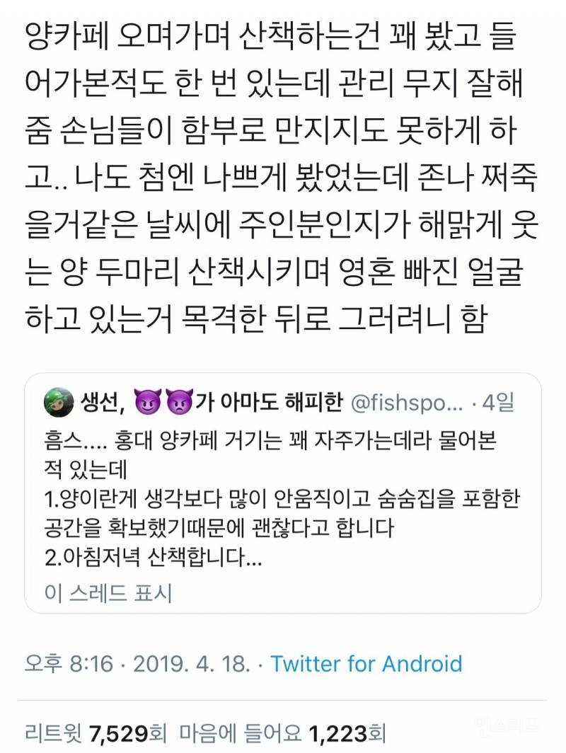 홍대 양 카페의 진실 | 인스티즈