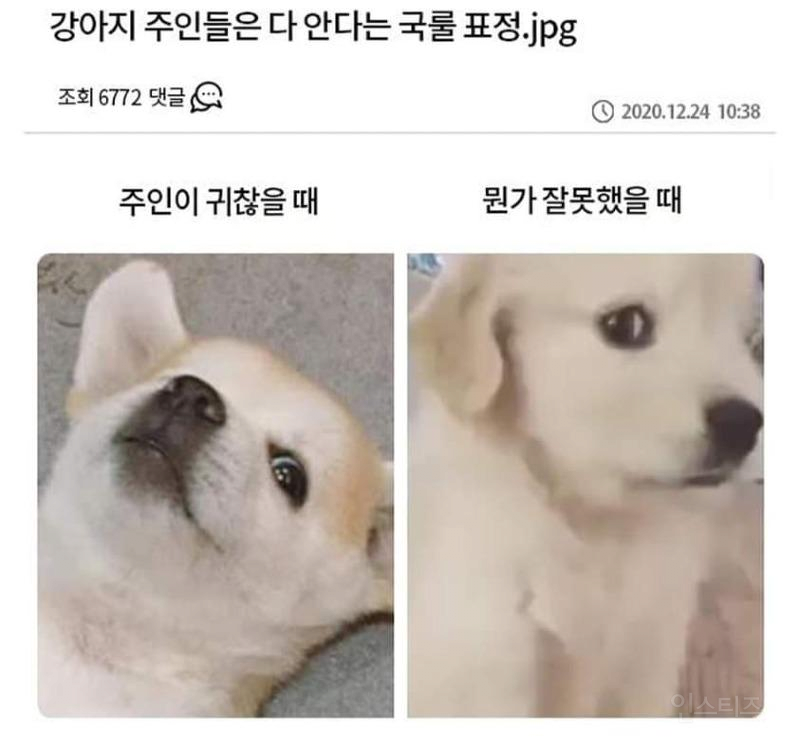  강아지 표정 국룰