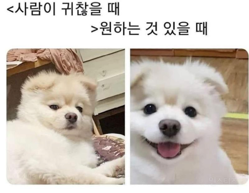 강아지 표정 국룰 | 인스티즈