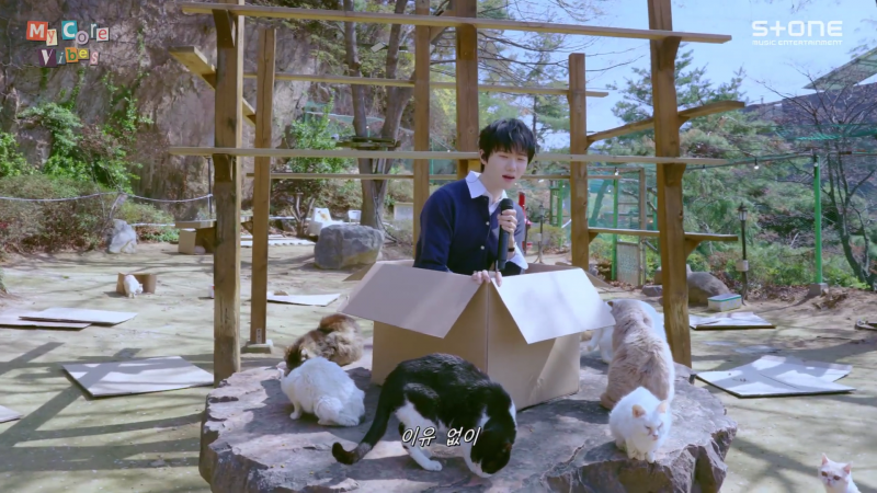 진짜 수많은 고양이들에게 둘러싸여서 고양이 부르는 하현상 | 인스티즈