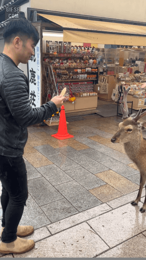  예의바른 일본 사슴