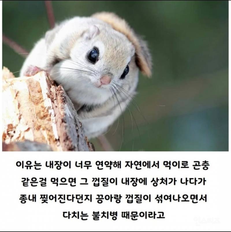 사람이 키우면 수명이 늘어나는 동물.jpg | 인스티즈