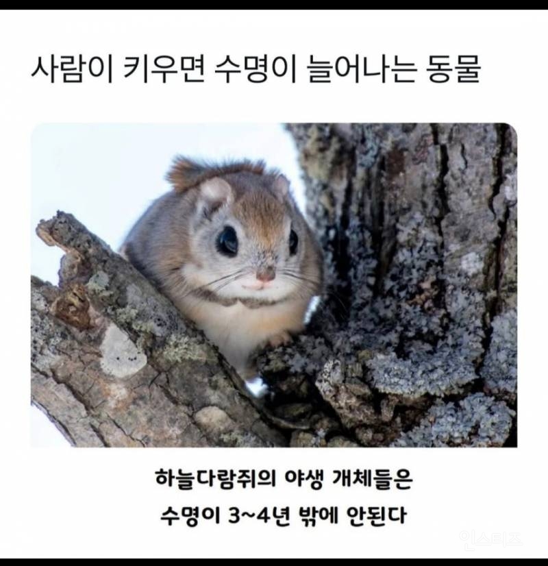  사람이 키우면 수명이 늘어나는 동물.jpg4