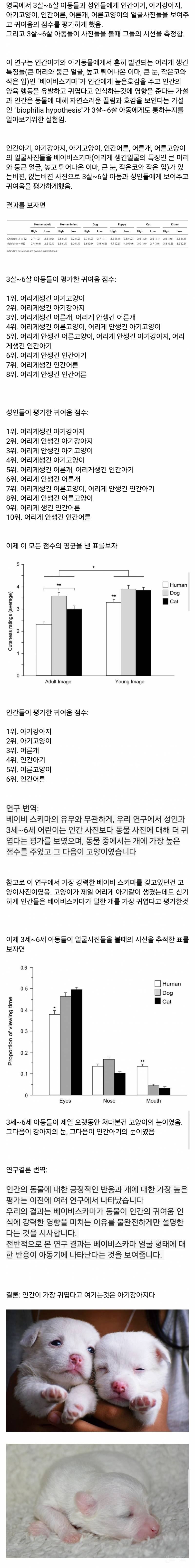  인간이 평가한 귀여움 순위에서 1위를 차지한 것1