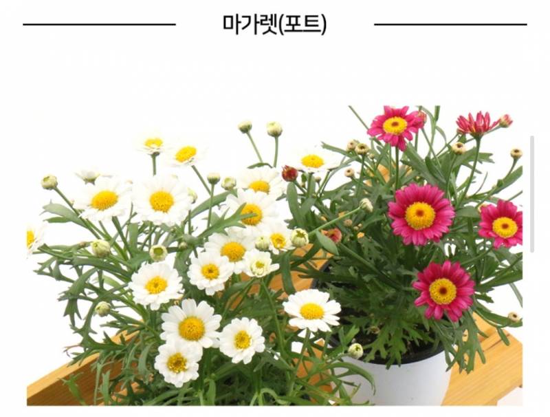 [잡담] 어버이날 카네이션 대신에 만 원으로 꽃 샀다!!! | 인스티즈