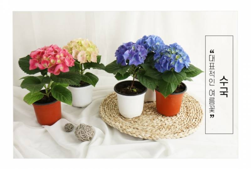 [잡담] 어버이날 카네이션 대신에 만 원으로 꽃 샀다!!! | 인스티즈